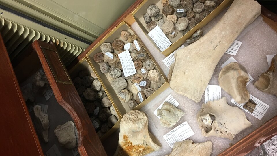 drawer of fossils from TMM