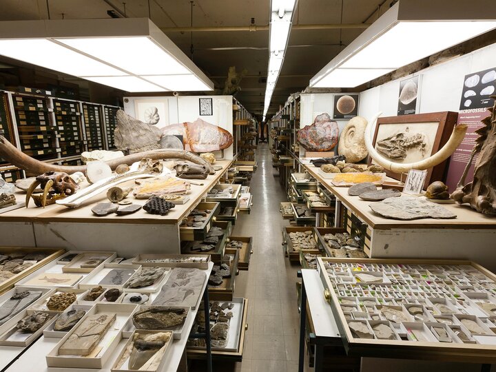 Photo of the paleo collections at the Smithsonian