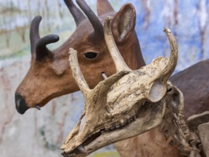 The Syndyoceras existed for 4.2 million years during the Cenozoic era on the North American continent. This skeletal display can be found in the University of Nebraska State Museum–Morill Hall.