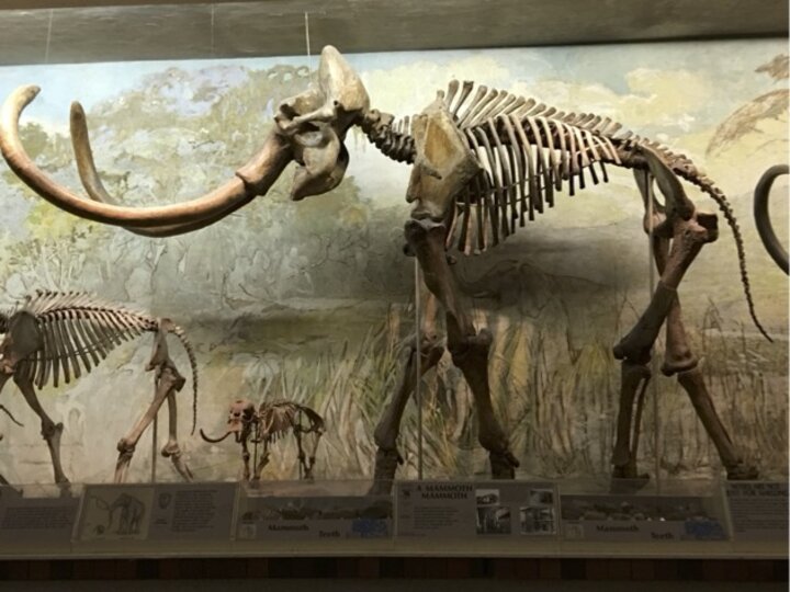 Columbian Mammoth named Archie from Morrill Hall