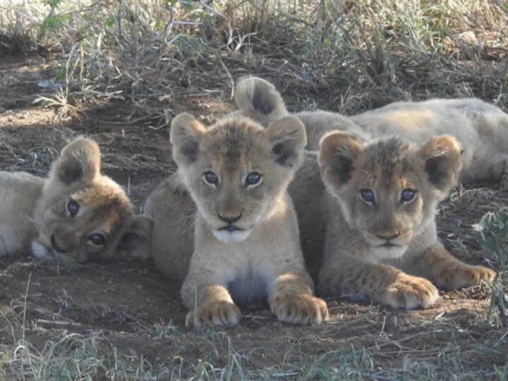 3 lion cubs looking at the camera