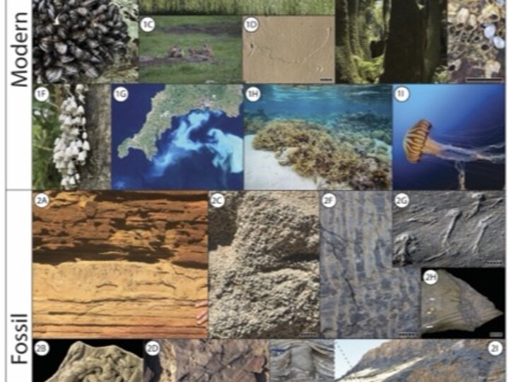 Images of Ecosystem and Earth System Engineers in the modern and fossil record
