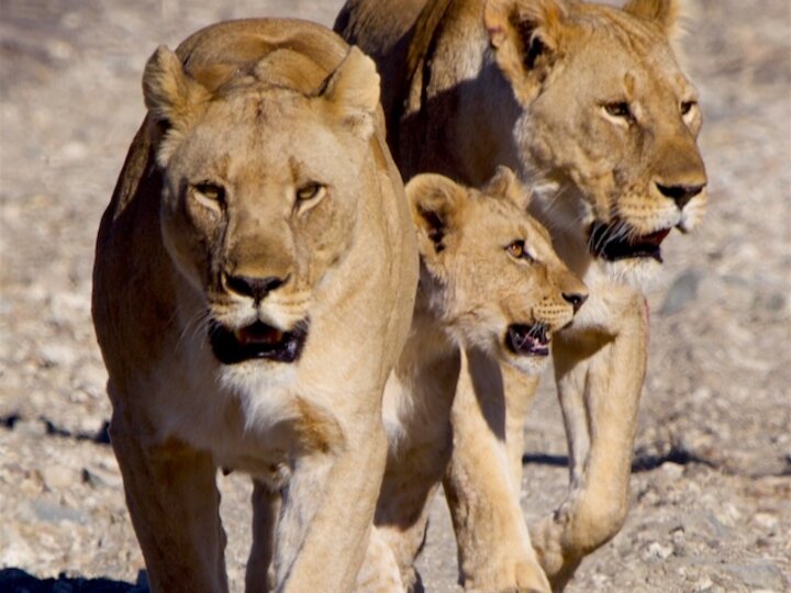 3 lions walking toward the camera