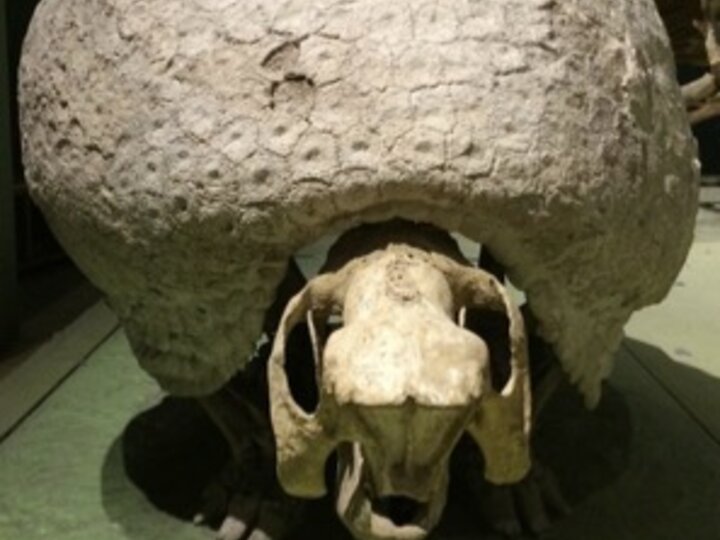 a glyptodont is looking at the camera